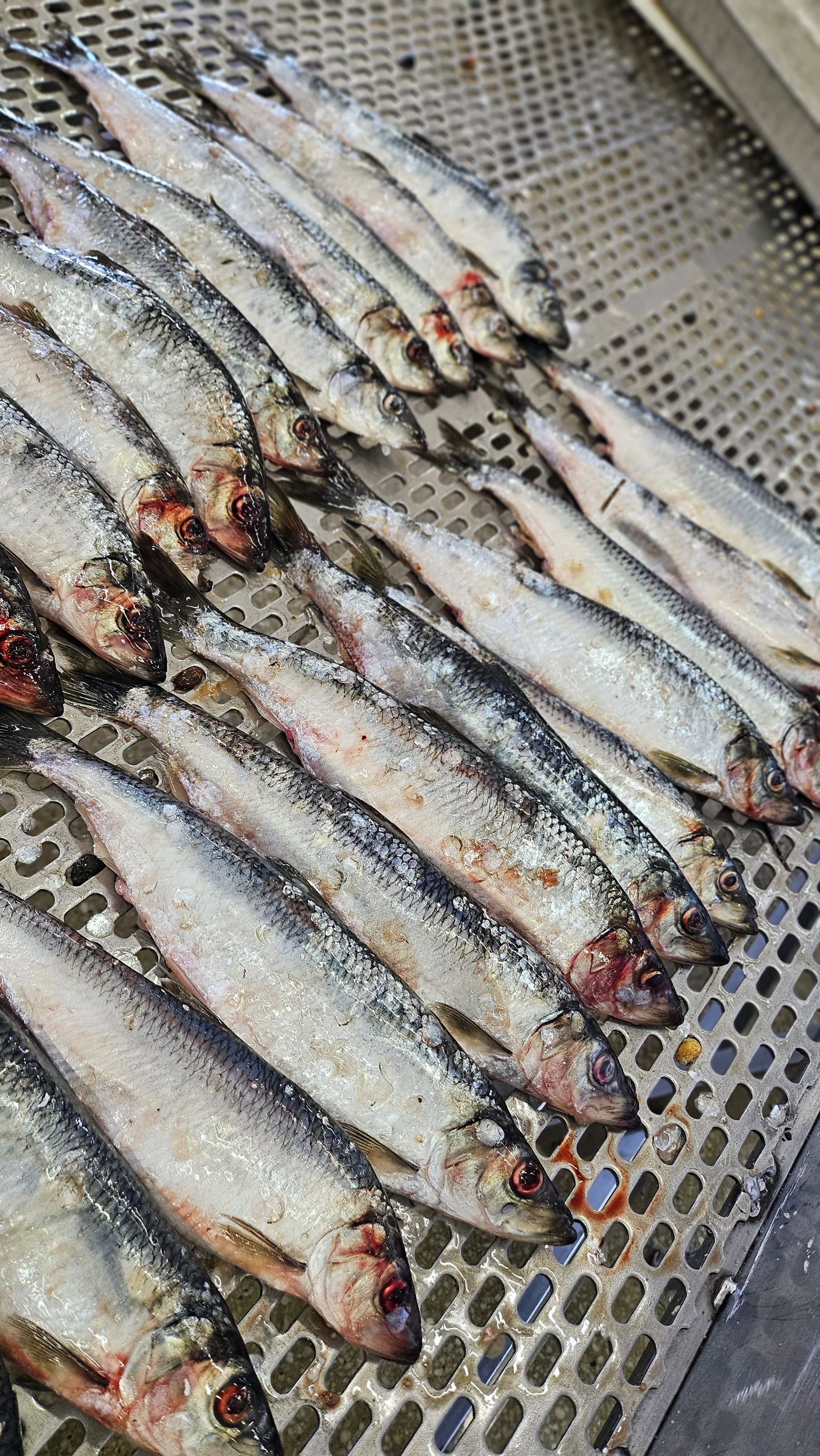 Пасифик фиш ресорсес, купить рыбу оптом