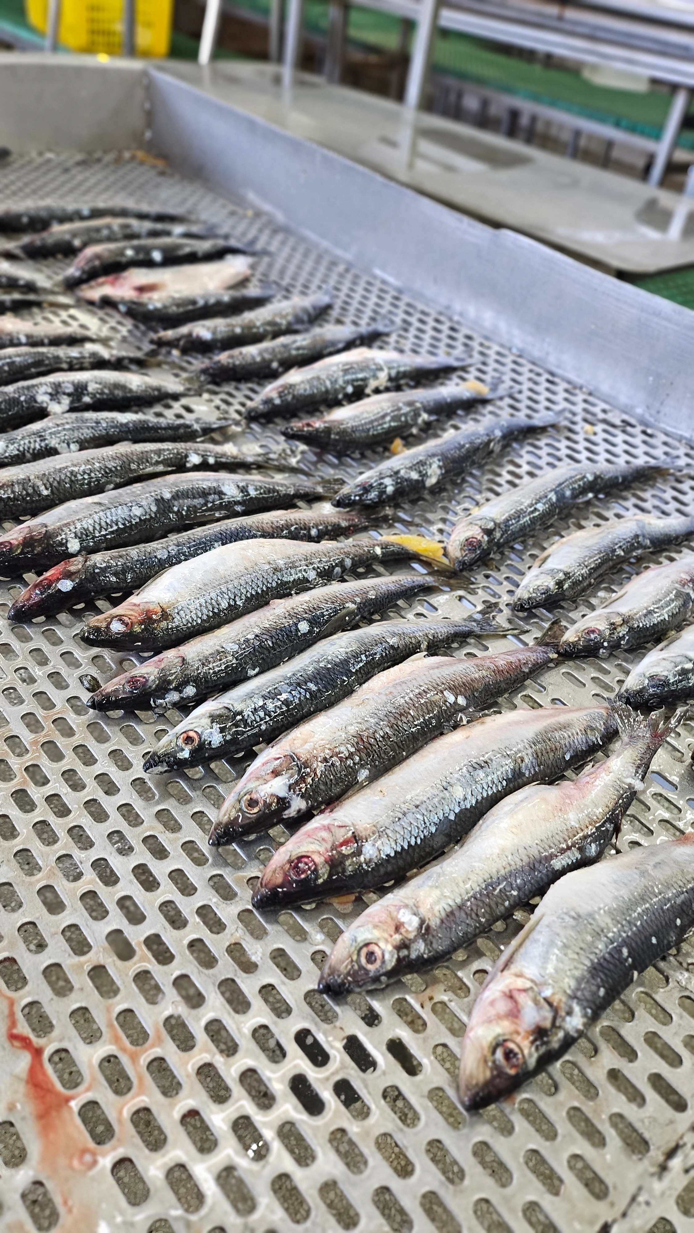 Пасифик фиш ресорсес, купить рыбу оптом