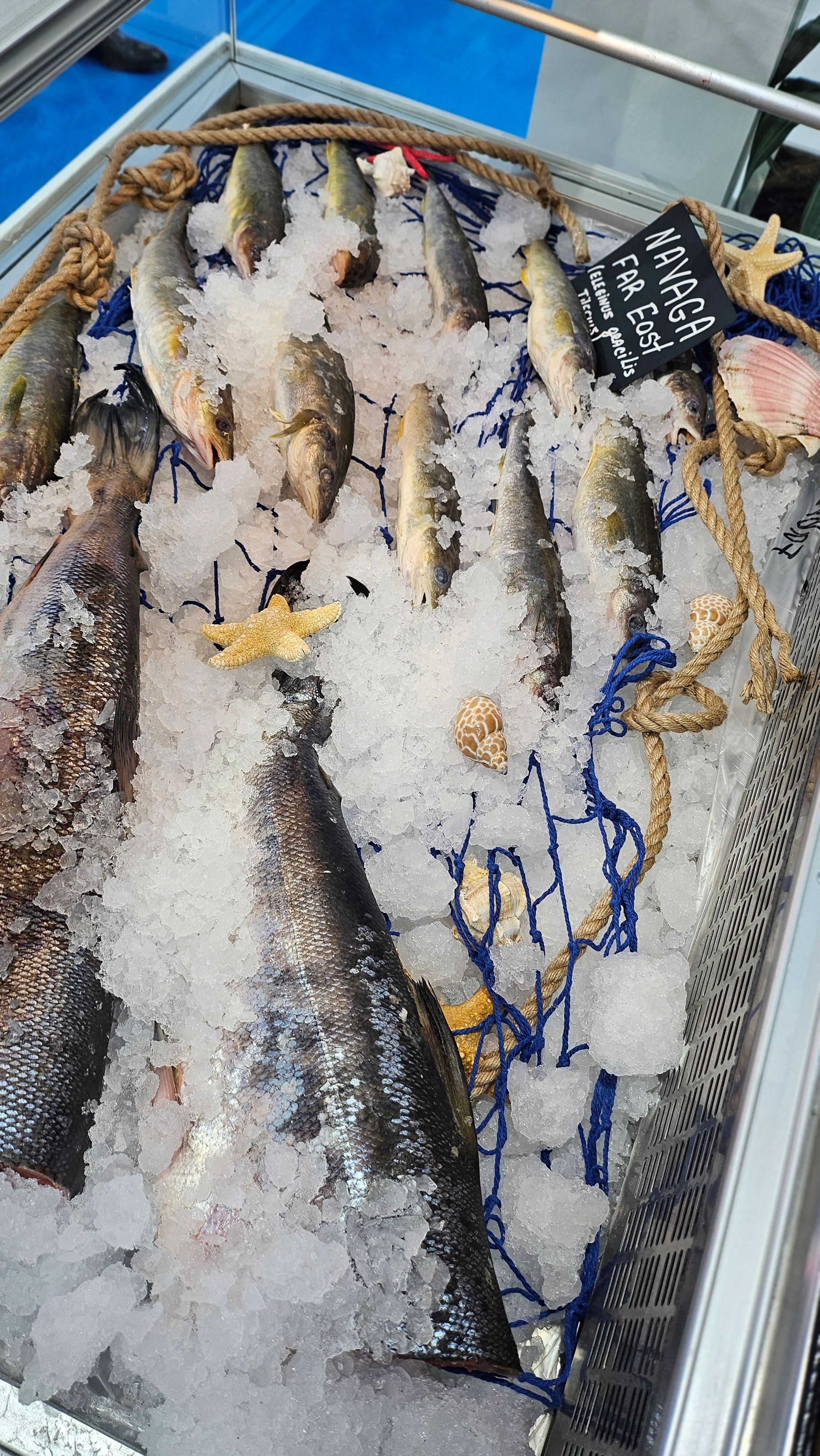 Пасифик фиш ресорсес, купить рыбу оптом