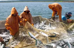 Пасифик фиш ресорсес, купить рыбу оптом