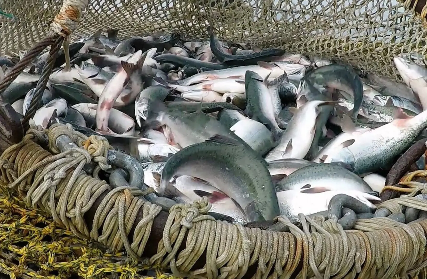 Пасифик фиш ресорсес, купить рыбу оптом