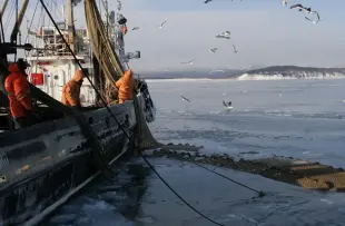 Пасифик фиш ресорсес, купить рыбу оптом