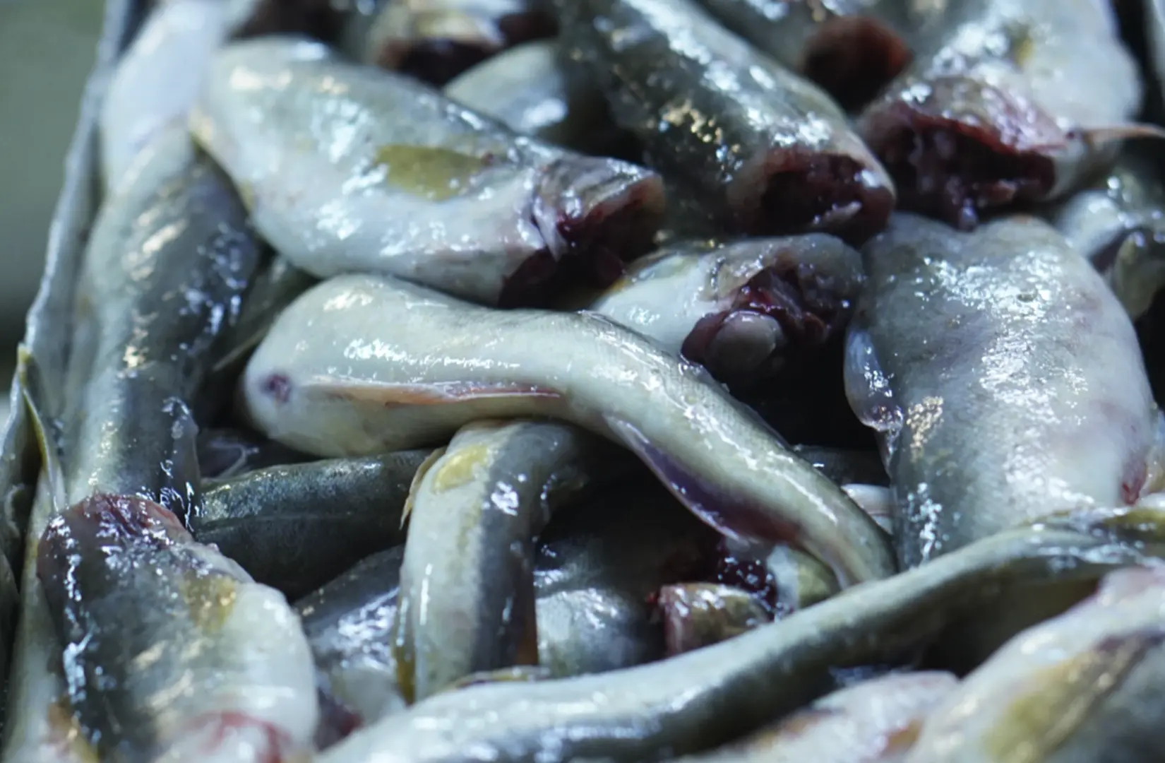 Пасифик фиш ресорсес, купить рыбу оптом