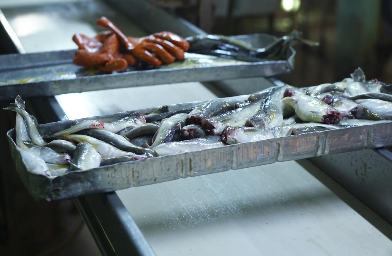 Пасифик фиш ресорсес, купить рыбу оптом