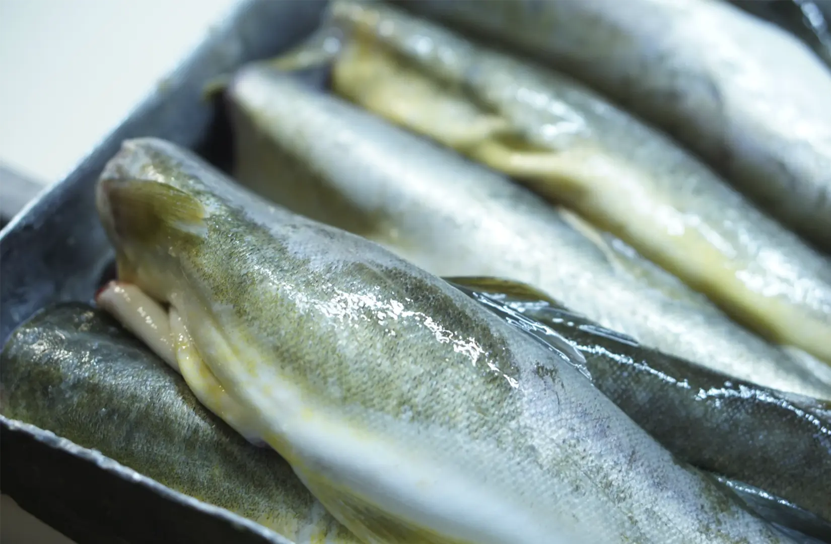 Пасифик фиш ресорсес, купить рыбу оптом