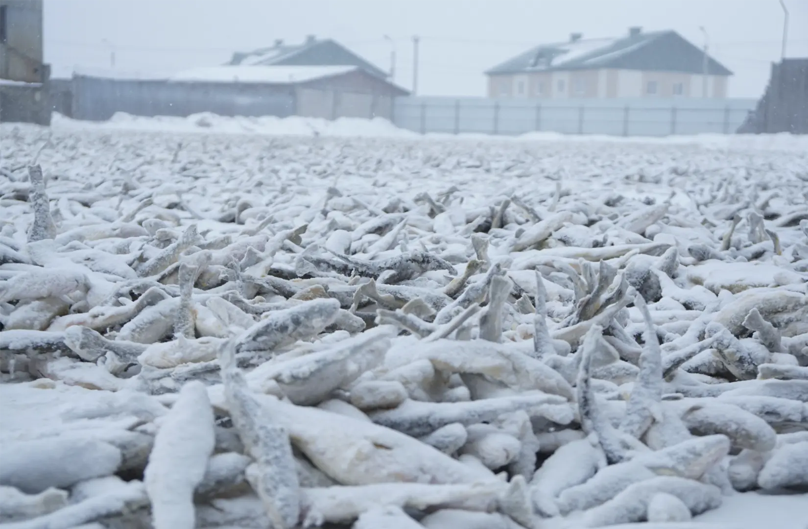 Пасифик фиш ресорсес, купить рыбу оптом