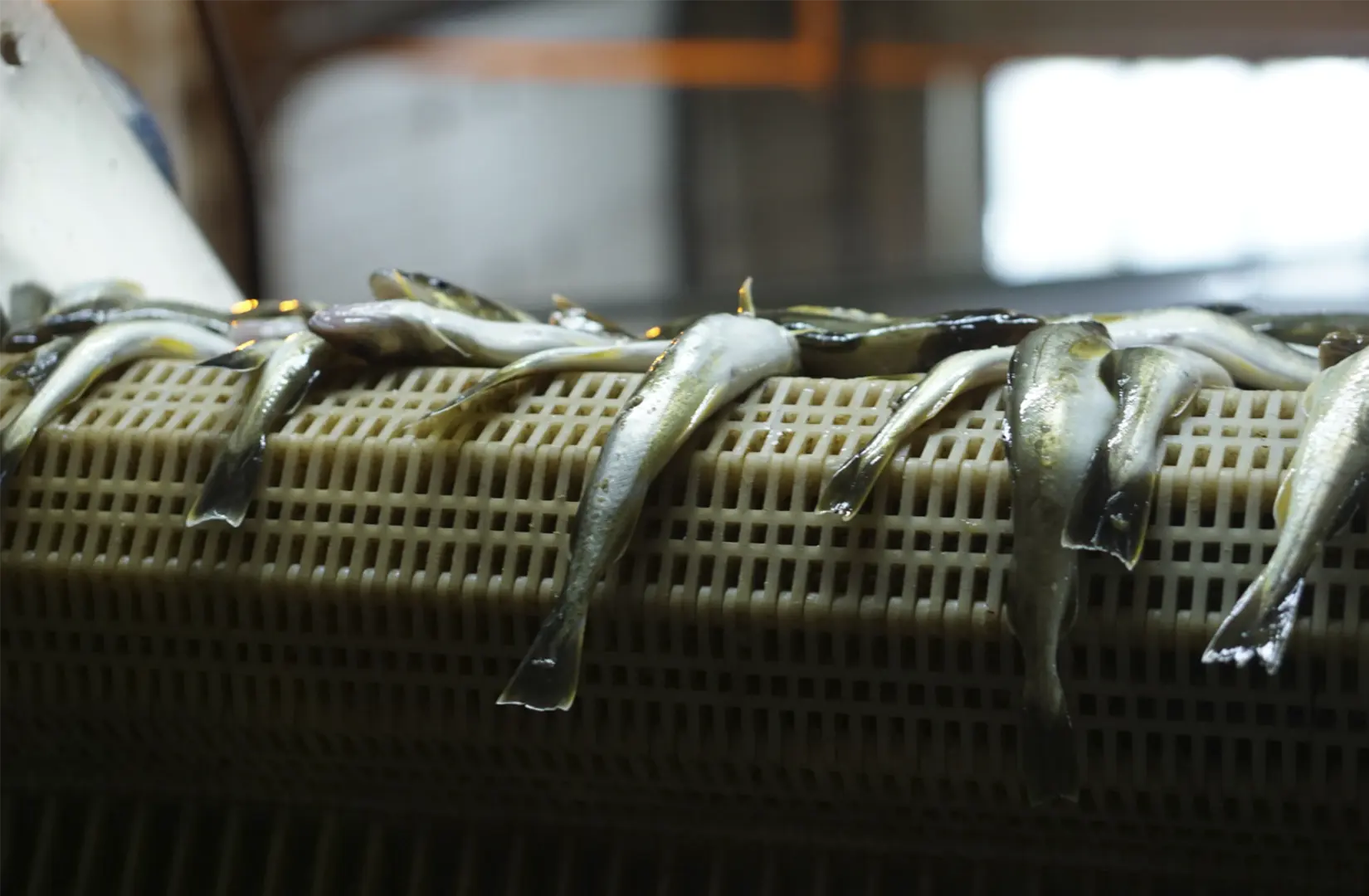 Пасифик фиш ресорсес, купить рыбу оптом