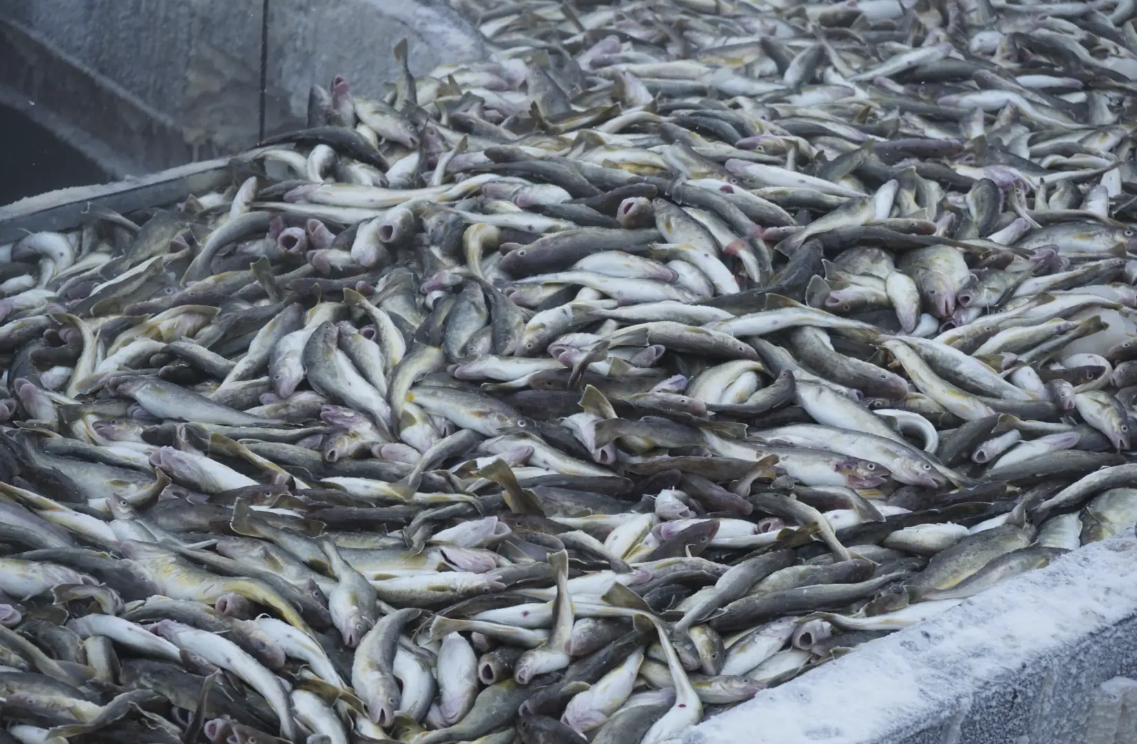 Пасифик фиш ресорсес, купить рыбу оптом