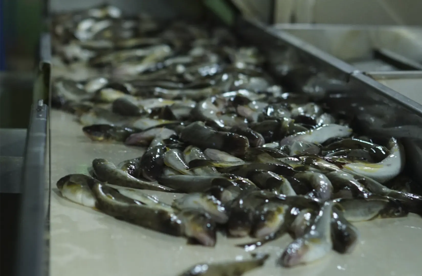 Пасифик фиш ресорсес, купить рыбу оптом