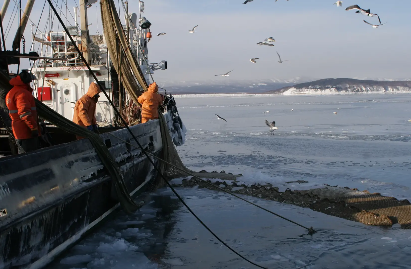 Пасифик фиш ресорсес, купить рыбу оптом