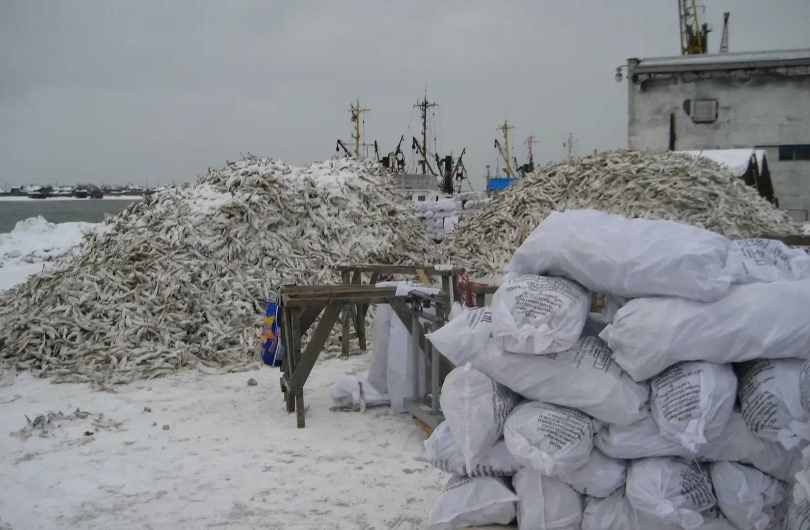 Пасифик фиш ресорсес, купить рыбу оптом