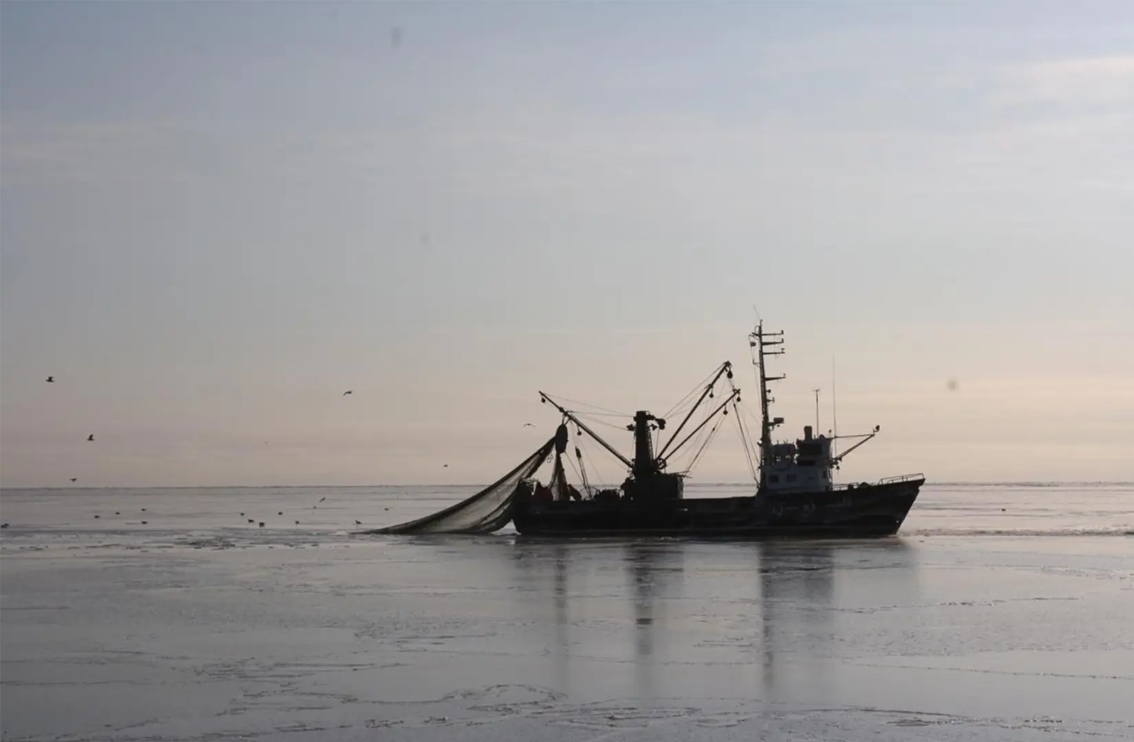Пасифик фиш ресорсес, купить рыбу оптом