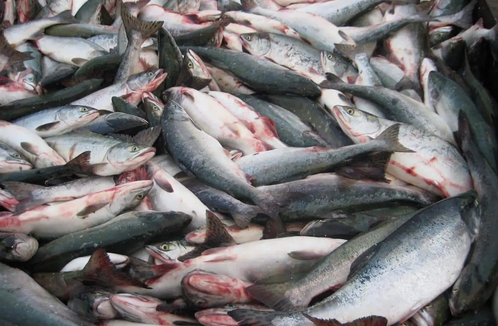 Пасифик фиш ресорсес, купить рыбу оптом