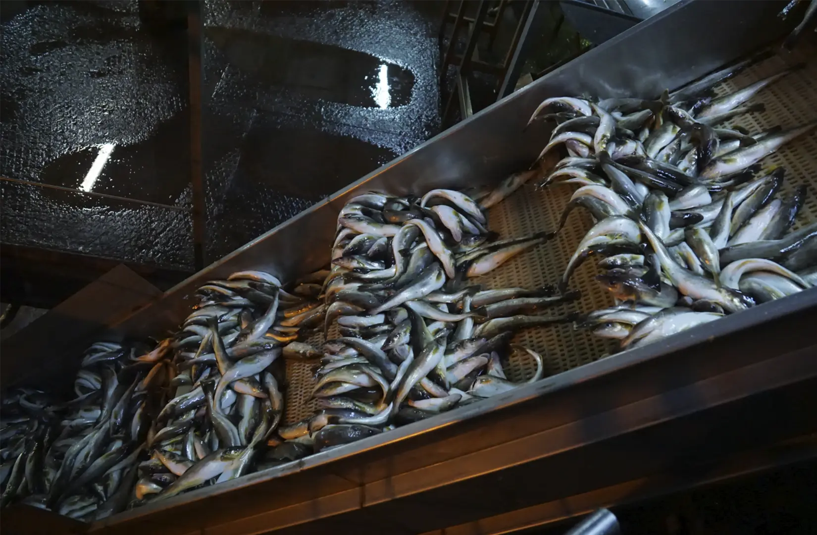 Пасифик фиш ресорсес, купить рыбу оптом