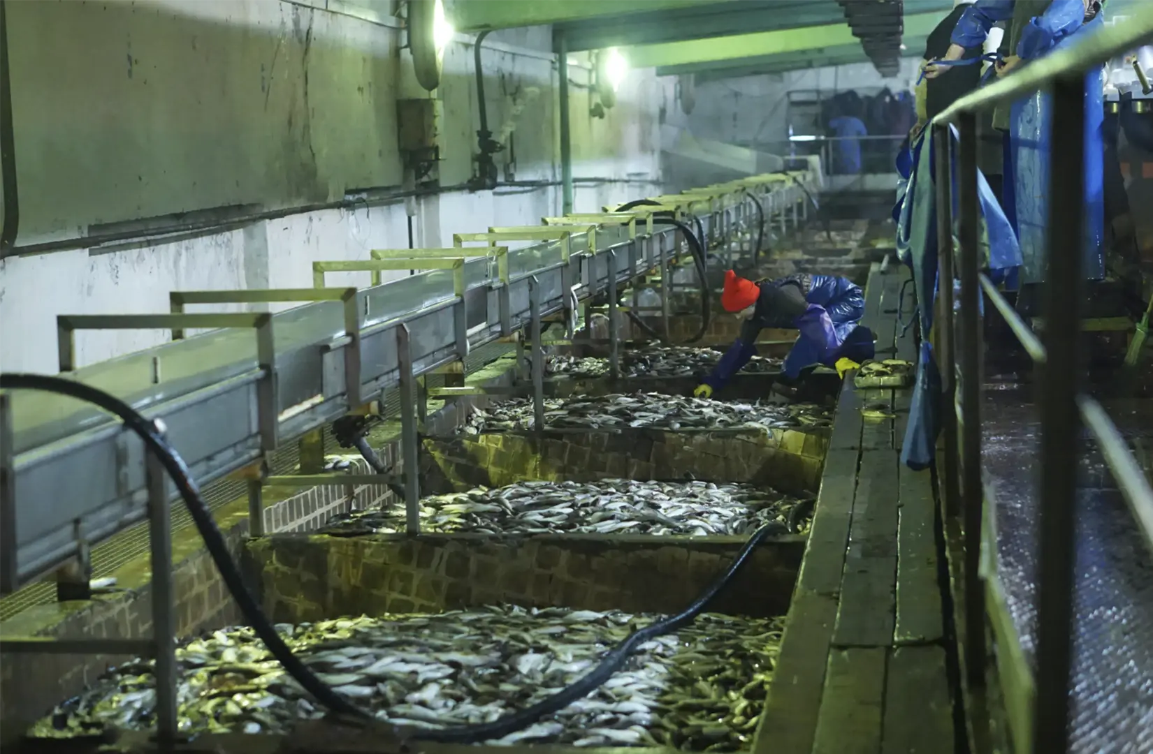 Пасифик фиш ресорсес, купить рыбу оптом