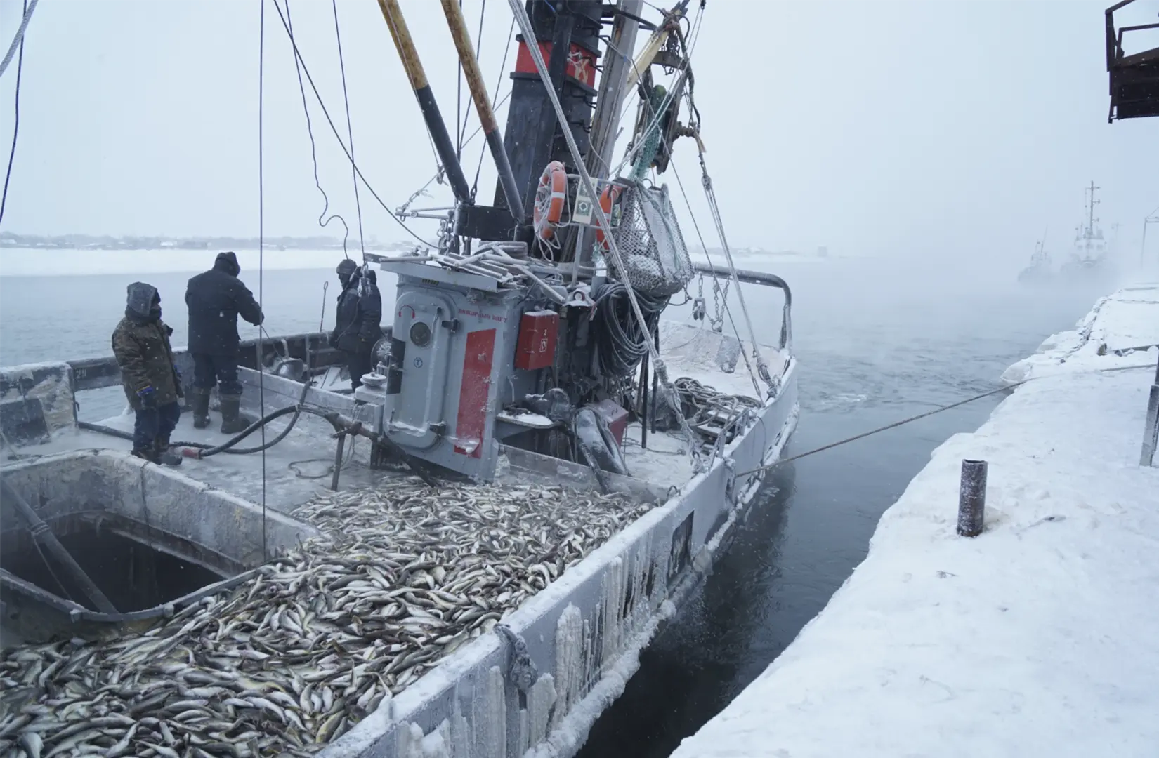 Пасифик фиш ресорсес, купить рыбу оптом
